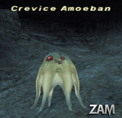 Crevice Amoeban Picture