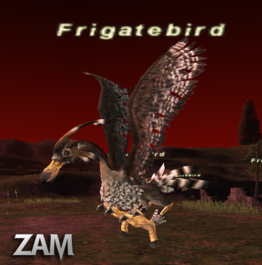 Frigatebird Picture