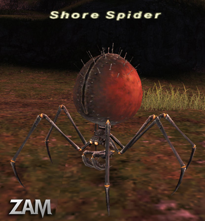 Shore Spider Picture