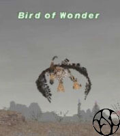Bird of Wonder Picture