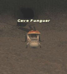 Cave Funguar Picture