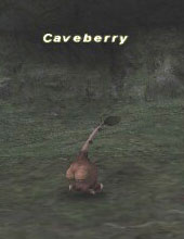 Caveberry Picture