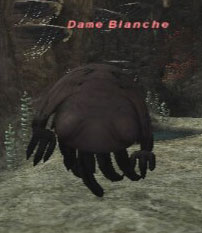 Dame Blanche Picture