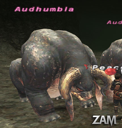 Audhumbla Picture