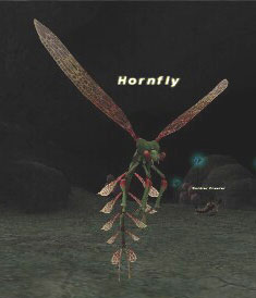 Hornfly Picture