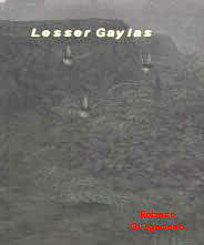 Lesser Gaylas Picture