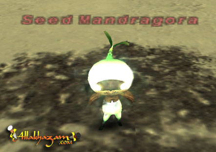 Seed Mandragora Picture