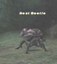 Nest Beetle Picture