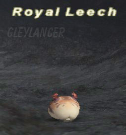 Royal Leech Picture