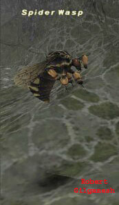 Spider Wasp Picture