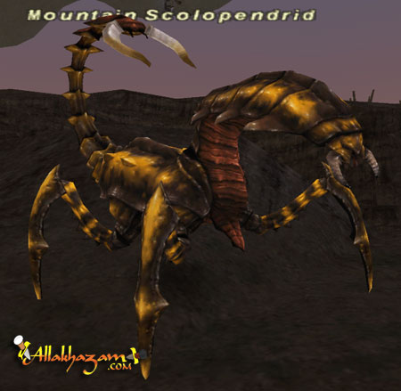 Mountain Scolopendrid Picture