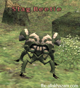 Stag Beetle Picture
