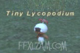 Tiny Lycopodium Picture