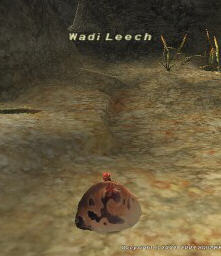Wadi Leech (Fished) Picture