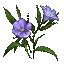 Flax