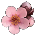 Peach Blossom