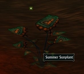 Summer Sunplant