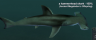 Thumbnail of Place Holder for The Megalodon