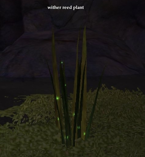 wither reed plant