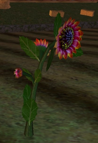 crescent sunflower