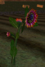 Thumbnail of crescent sunflower