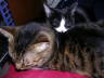 Thumbnail of Digit the Forever Kitten and Weaver the Boringly Normal