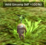 Wild Ginseng