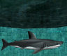 Thumbnail of a shark - with helpful label