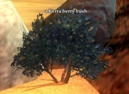 Kerra berry bush
