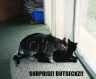 Thumbnail of Surprise!  Butseckz!!