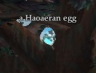 a Haoaeran egg