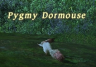 Thumbnail of pygmy dormouse
