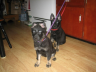 Thumbnail of My puppies Ziva and Elsa actually sitting still for a change.