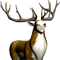 The Endless Forest Icon