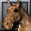 Bree-Horse icon