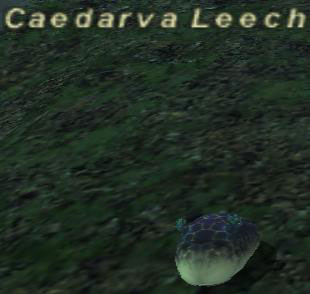 Caedarva Leech Picture