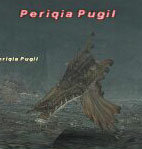 Periqia Pugil Picture