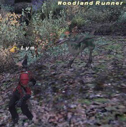 Woodland Runner Picture