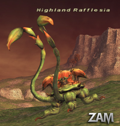 Highland Rafflesia Picture