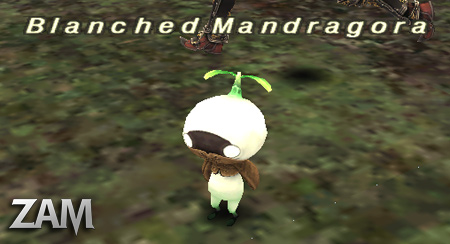 Blanched Mandragora Picture