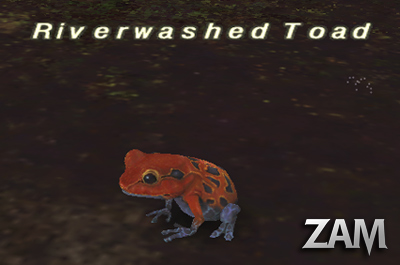 Riverwashed Toad Picture