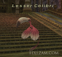 Lesser Colibri (Nyzul) Picture