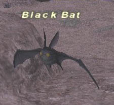 Black Bat Picture