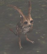 Bog Bunny Picture