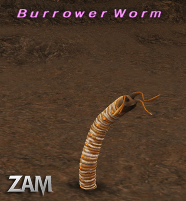 Burrower Worm Picture