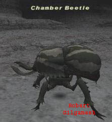 Chamber Beetle Picture