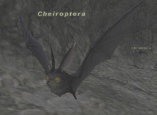 Cheiroptera Picture