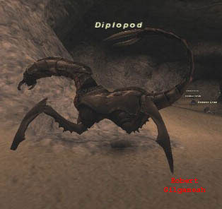 Diplopod Picture
