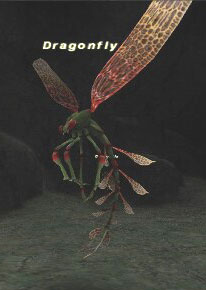 Dragonfly Picture
