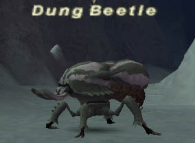 Dung Beetle Picture